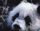 Photo of panda bear
